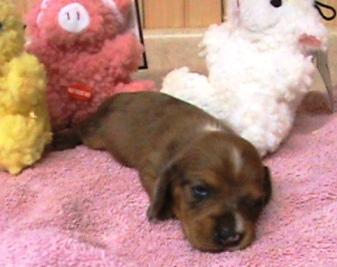 AKC Red Dapples- Mini Dachshunds